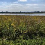 Oneida Nation Wetland Restoration