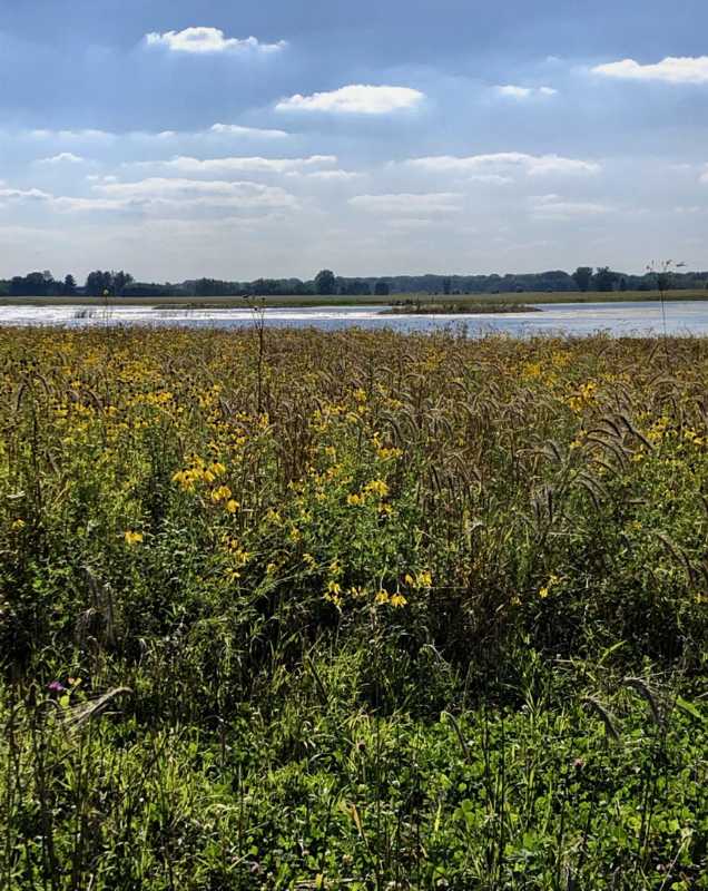 Oneida Nation Wetland Restoration 