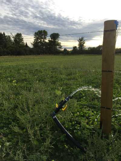 Agricultural Watering System - water coming out of a hose at a pasture